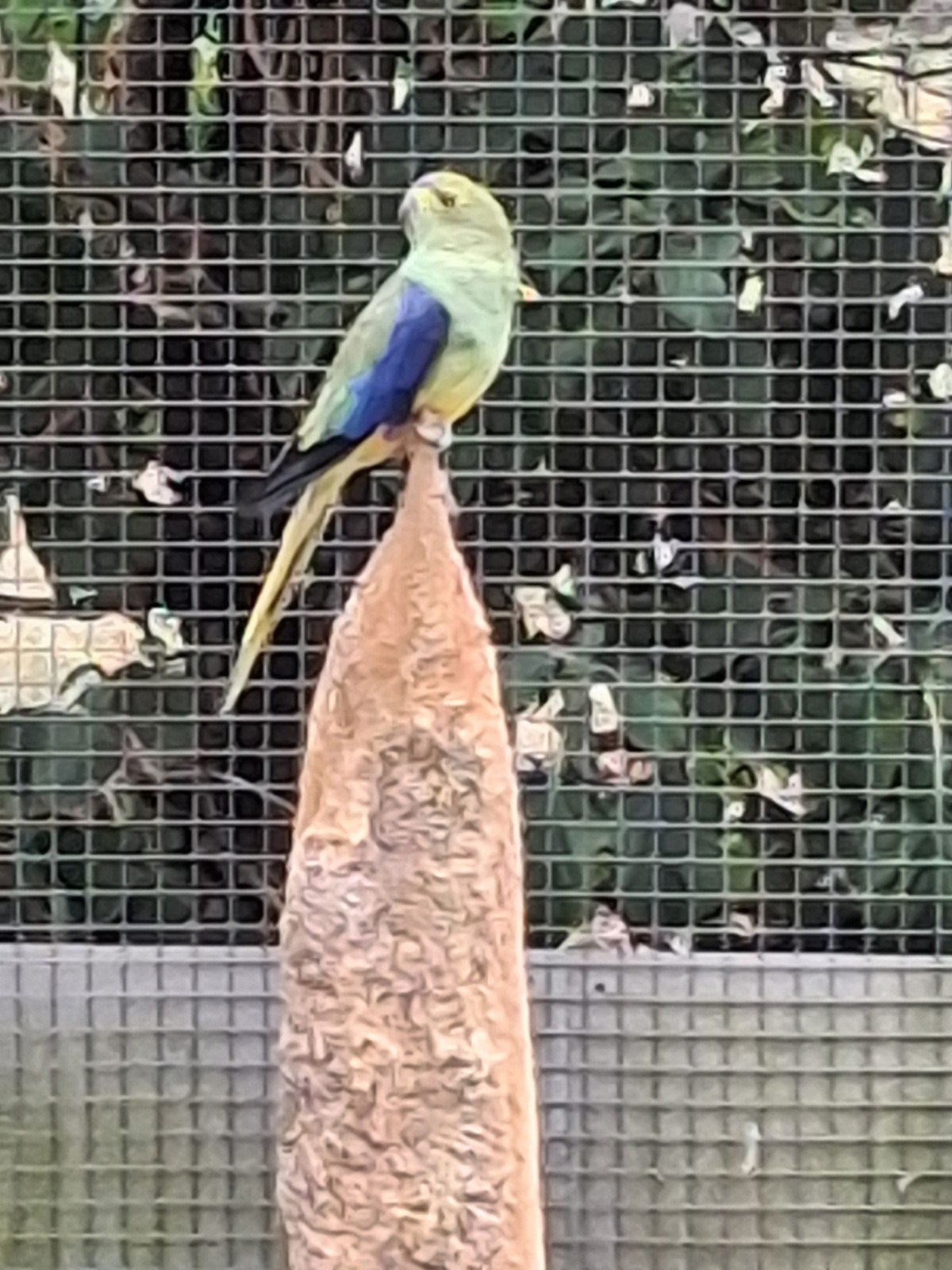 Te koop blauwvleugel  man, Dieren en Toebehoren, Vogels | Parkieten en Papegaaien, Mannelijk, Parkiet, Geringd