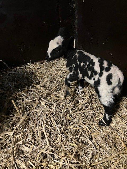2 Mooie bonte rammen, Dieren en Toebehoren, Schapen, Geiten en Varkens, Mannelijk, Schaap