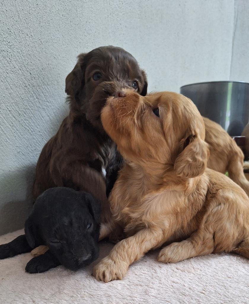 Australian labradoodle 40 cm, Dieren en Toebehoren, Honden | Retrievers, Spaniëls en Waterhonden, Nederland, Overige rassen, Meerdere
