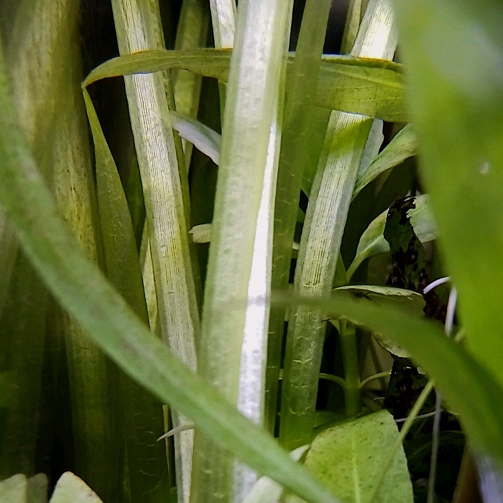 Aquariumplant - Vallisneria spiralis, Inclusief planten, Plant(en), Steen of Hout, Nieuw, Overige merken