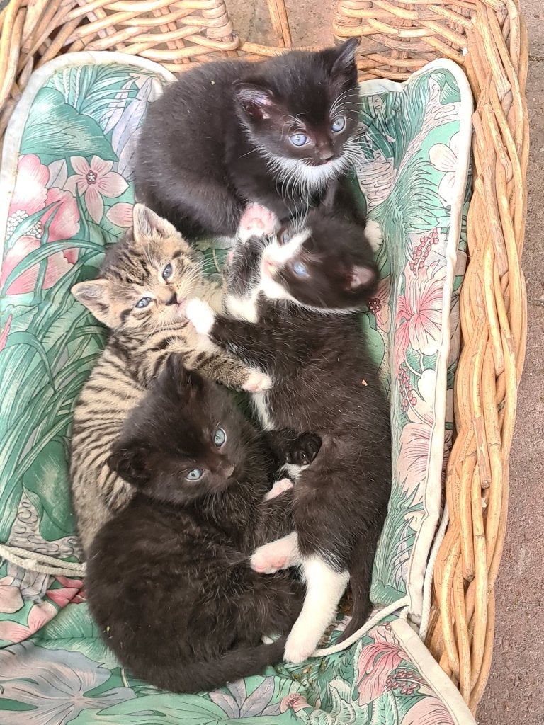 Kittens te koop in Veenendaal, Meerdere dieren, Kortharig