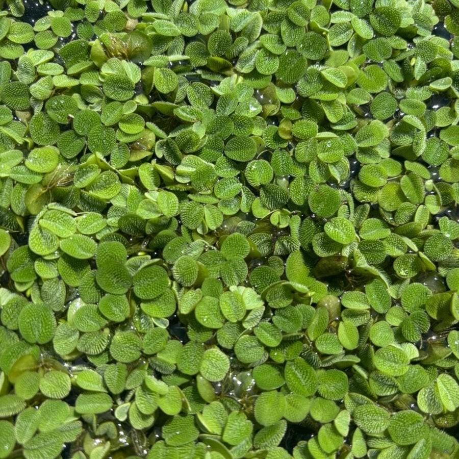Salvinia Minima | Vlotvaren | Drijfplant, Dieren en Toebehoren, Ophalen, Nieuw, Plant(en), Steen of Hout