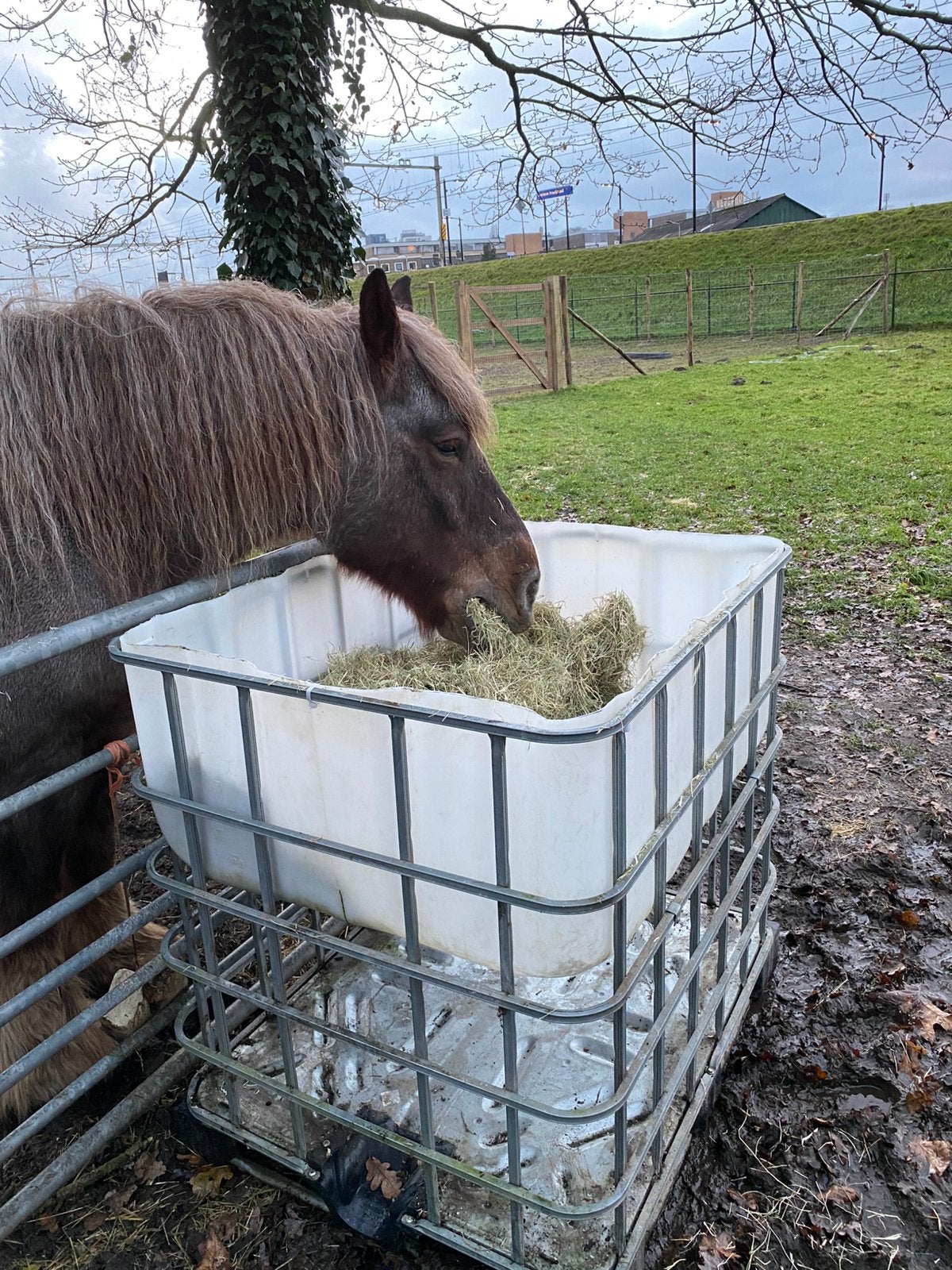 Voerbak op hoogte, Ophalen of Verzenden