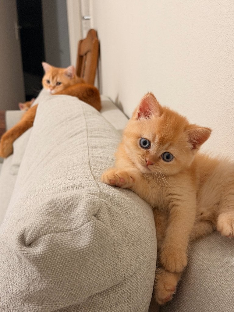 Brits Korthaar kittens, Meerdere dieren, 0 tot 2 jaar