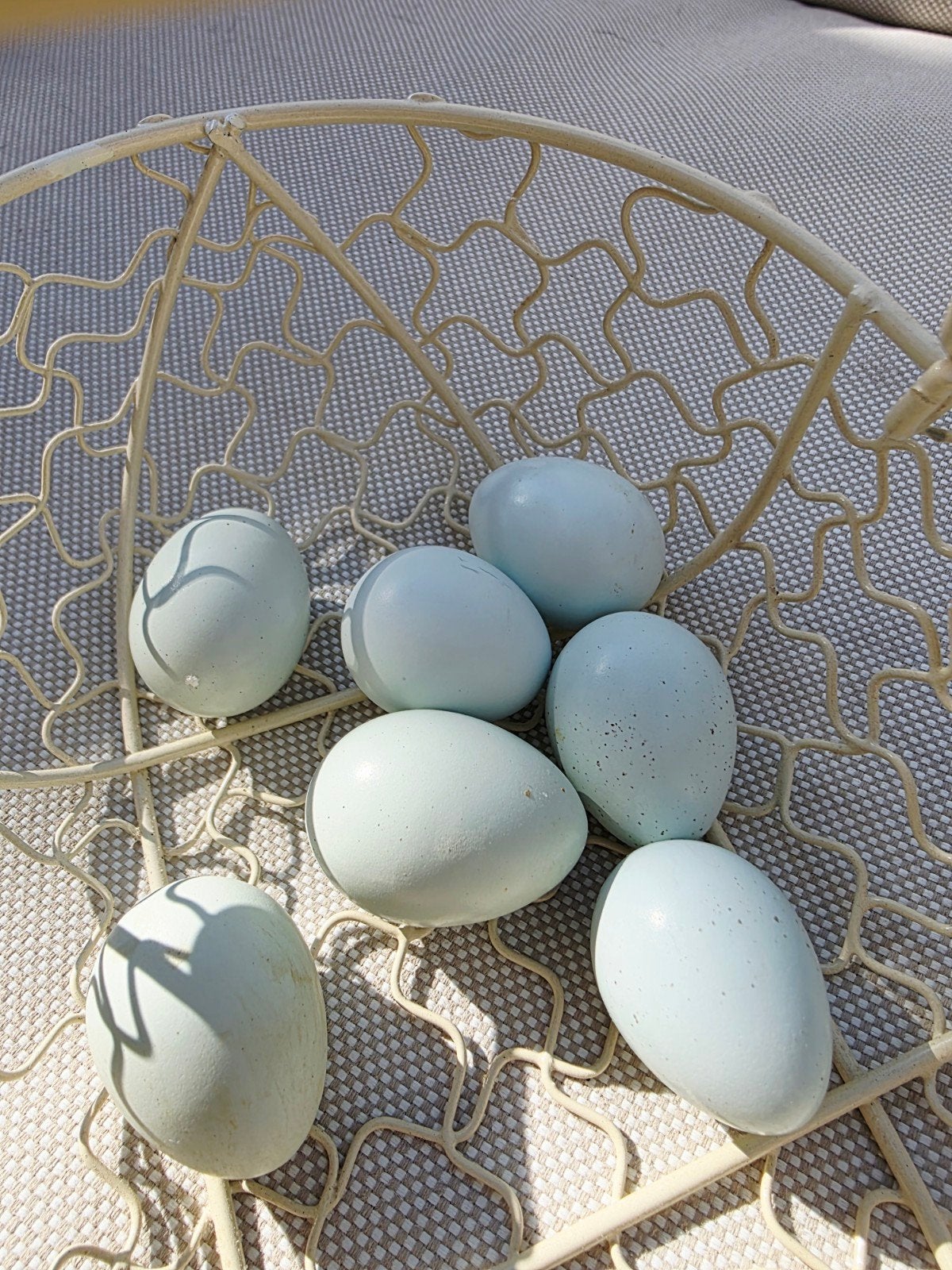 Japanse kwartel celadon broedeieren, Dieren en Toebehoren, Verzenden, Nieuw, Overige typen