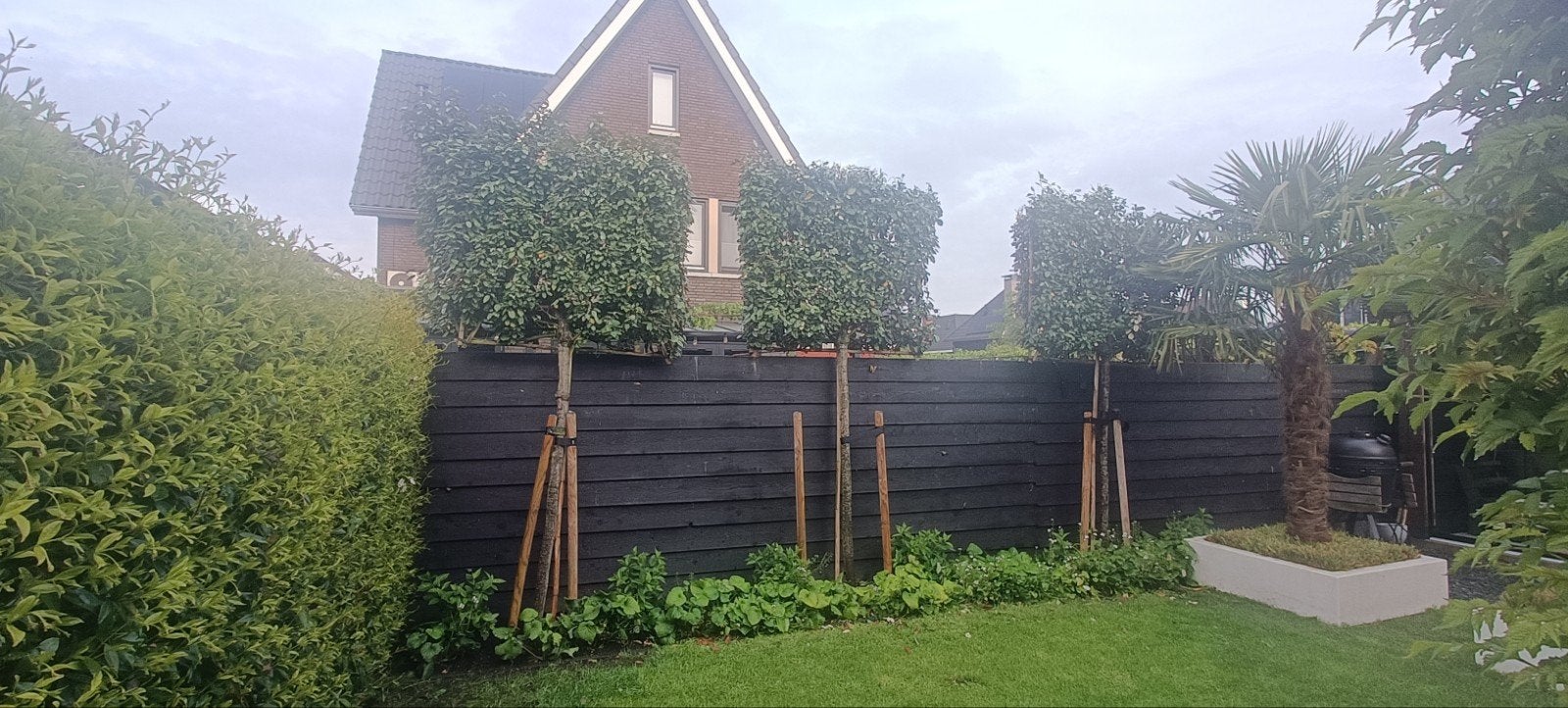 Drie prachtige olijfwilg leibomen 5 jaar oud, Ophalen, Bloeit niet, Overige soorten, Halfschaduw
