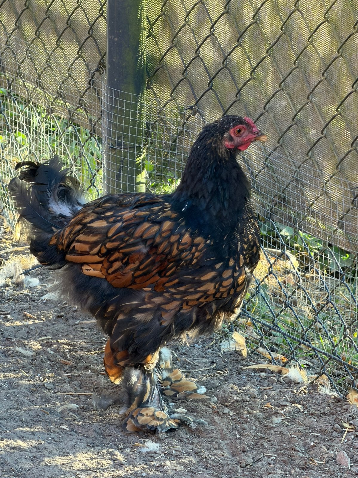 2 brahma hanen, Dieren en Toebehoren, Mannelijk, Kip