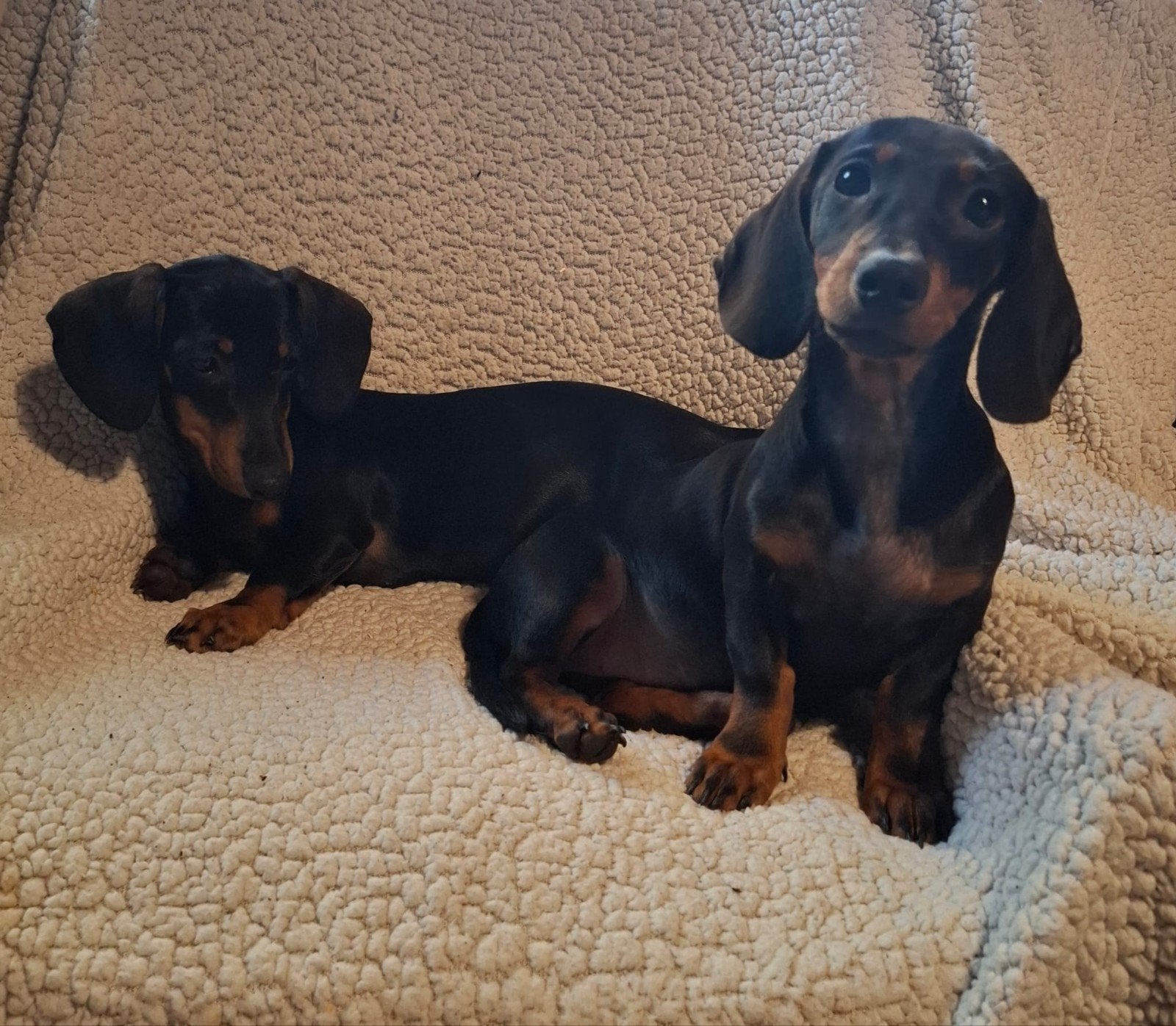 Lieve dwerg teckel pups, teefjes, 15 weken tot 1 jaar, CDV (hondenziekte), Teef, Dwerg