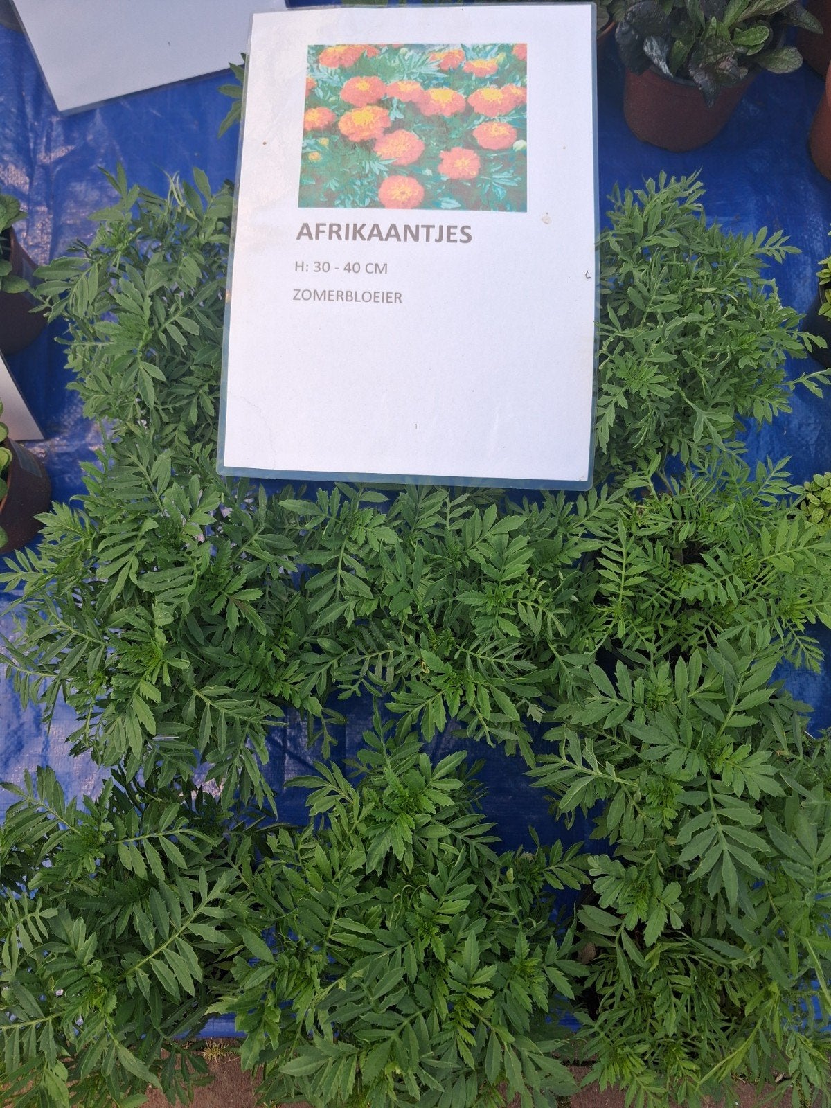 Afrikaantjes, Ophalen, Overige soorten, Volle zon