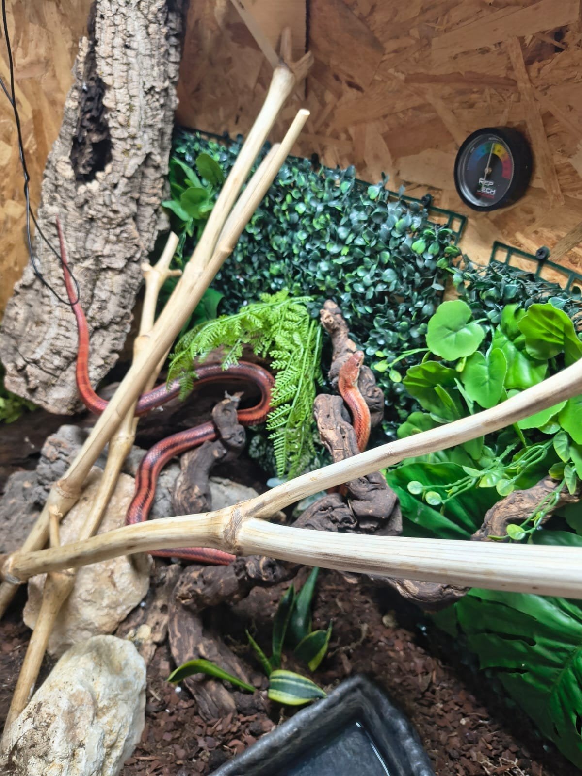terraria met rattenslangen Rat Snake photo 2