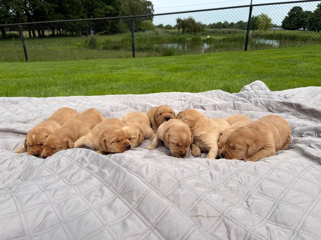 Field trial Labrador pups blond/ fox red, Dieren en Toebehoren, Honden | Retrievers, Spaniëls en Waterhonden, Parvo, 8 tot 15 weken