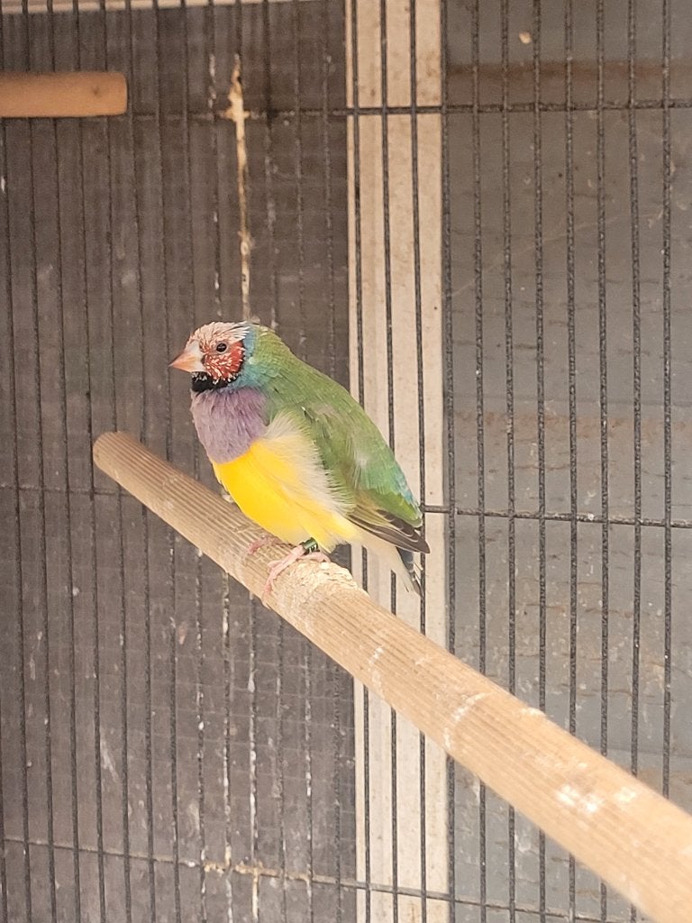 Gouldamadine mannen, Mannelijk, Tropenvogel, Geringd