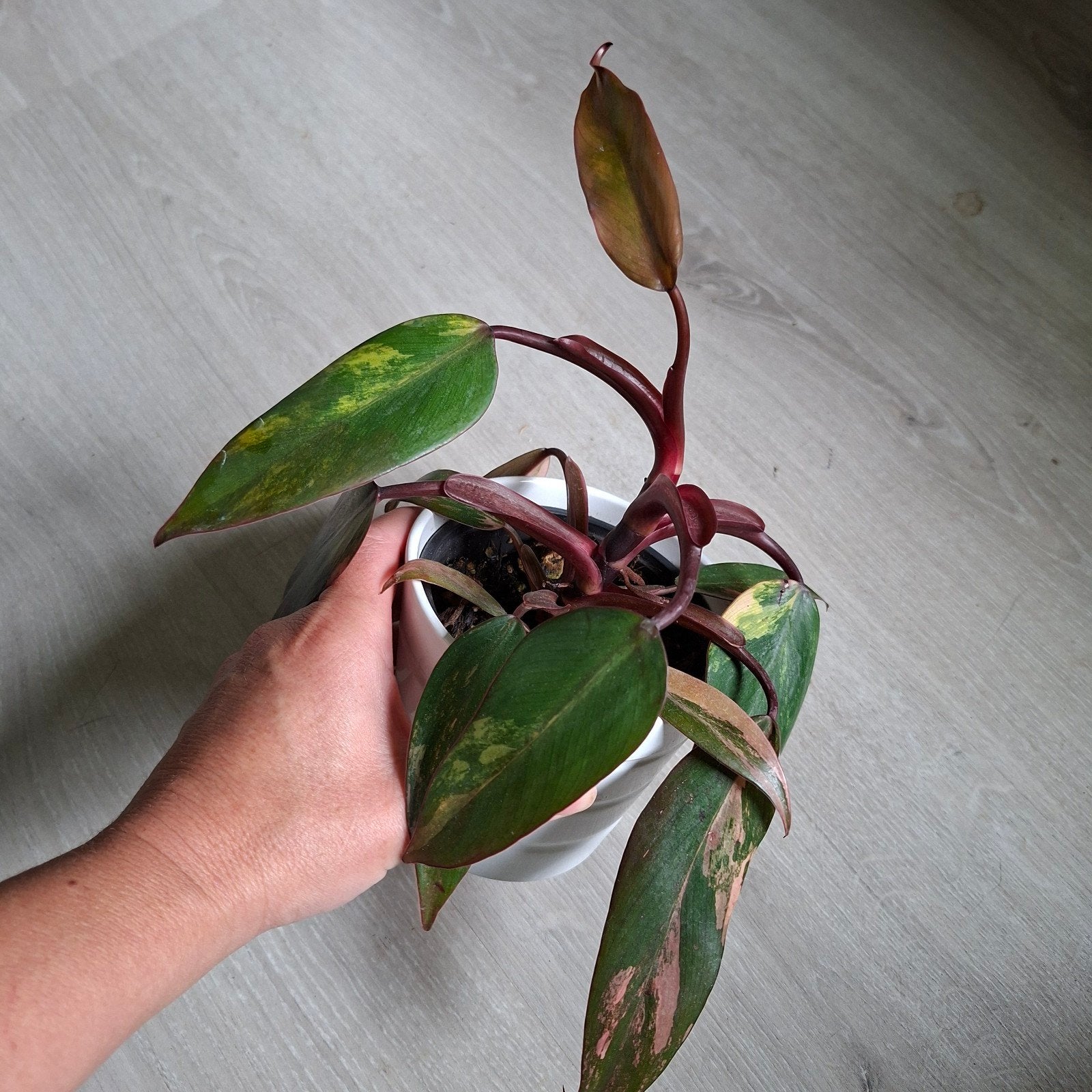 Philodendron Strawberry shake plant, Ophalen of Verzenden, Halfschaduw, Minder dan 100 cm