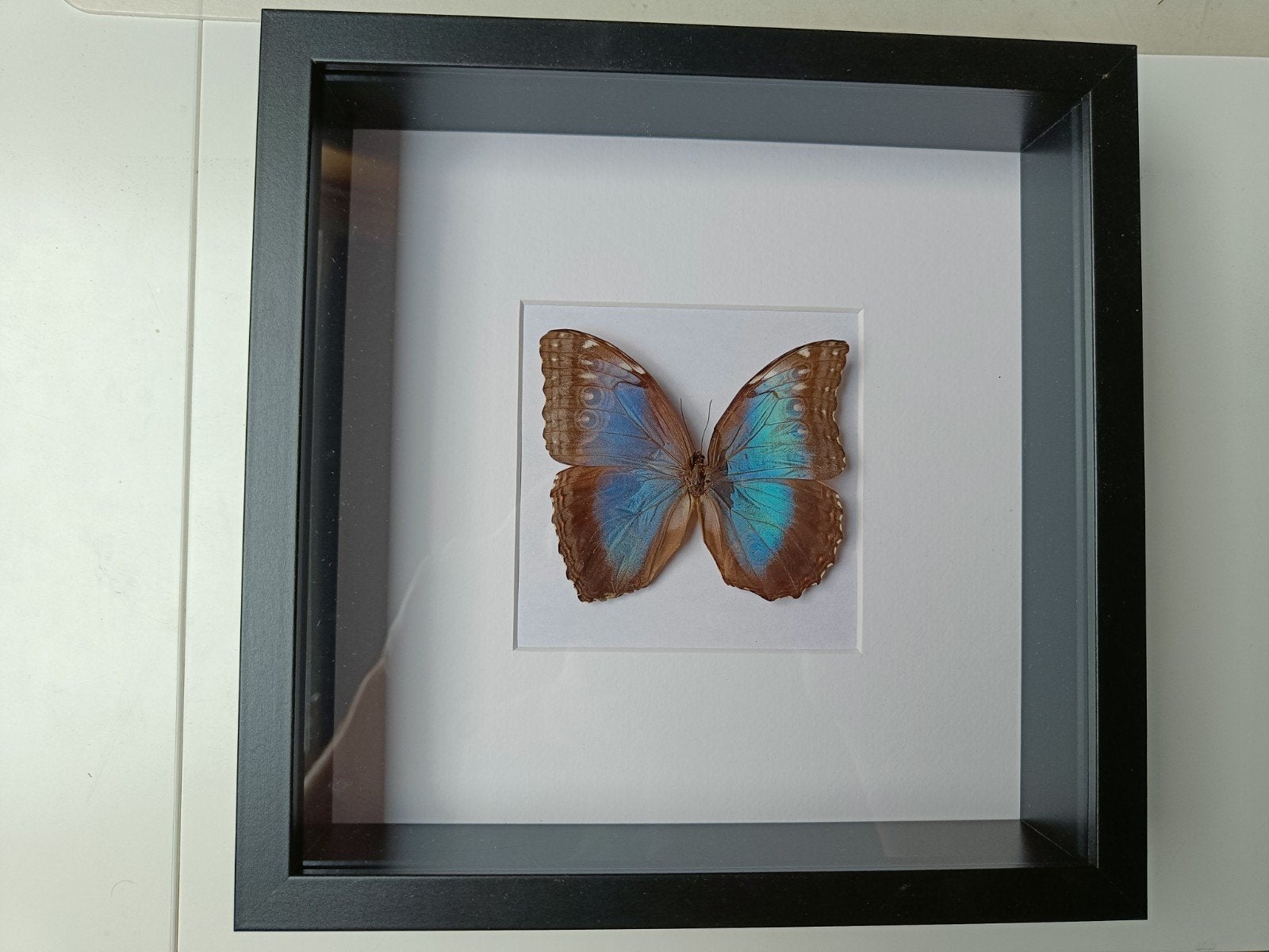 Ingelijste Morpho vlinder - Prachtige blauwe decoratie, Verzamelen, Dierenverzamelingen, Ophalen, Zo goed als nieuw, Insect, Opgezet dier