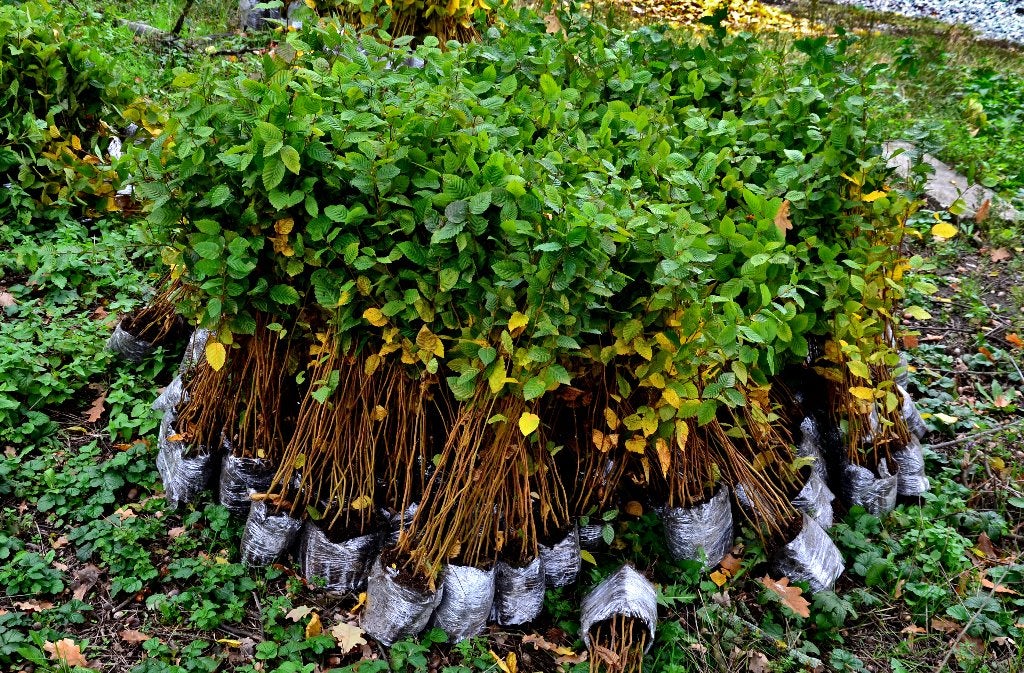 Kale wortels | Bosplantsoen | Haaggoed, Ophalen, Overige soorten, Haag, Minder dan 100 cm