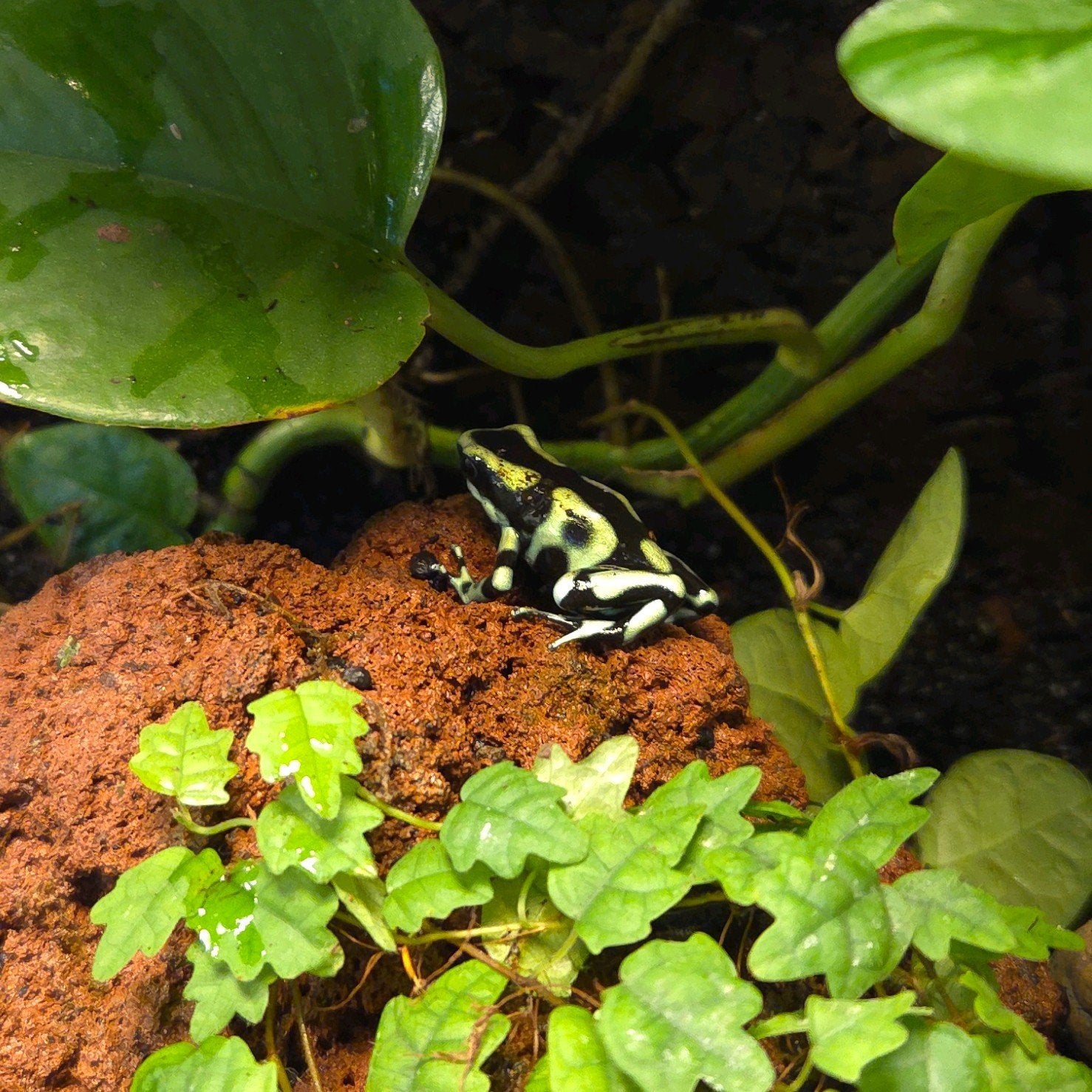 Gifkikker Dendrobates Frog photo 2