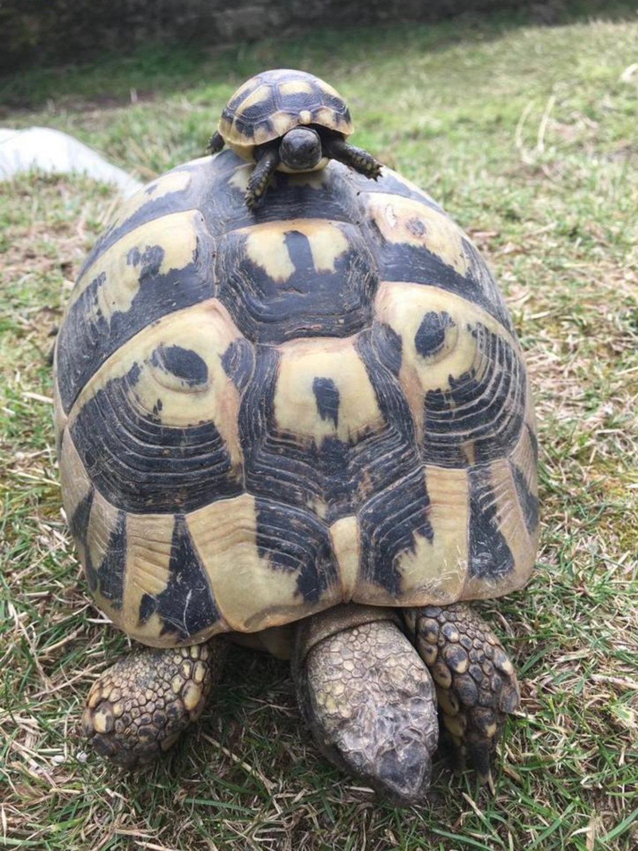 Zeer mooie gezonde Griekse Landschildpadden, nakweek 2026, Schildpad, Tam, 0 tot 2 jaar