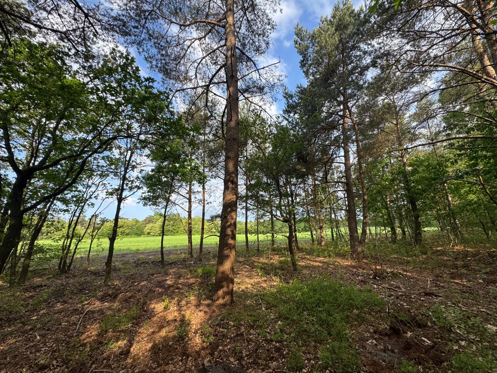 Bosgrond te koop of te huur Hoenderloo (Veluwe) 15.000m2