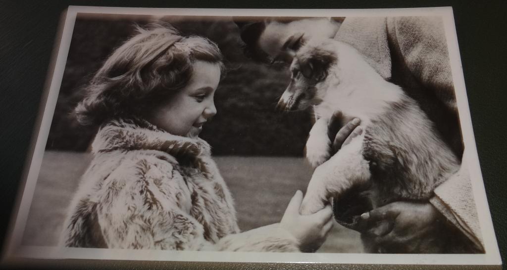 Koninklijk Huis - Margriet - nov 1950 - met jonge collie, Verzenden, Zo goed als nieuw, Nederland, Kaart, Foto of Prent