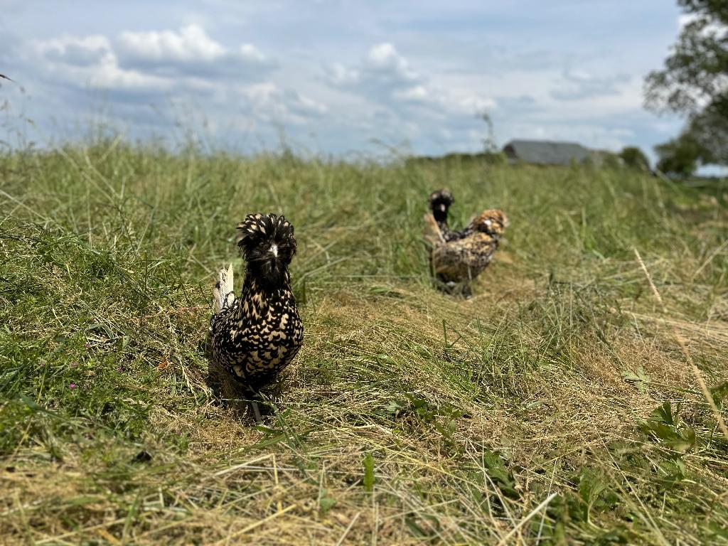 Padua kriel kippen citroen zwart gezoomd gesekst en ingeënt, Dieren en Toebehoren, Pluimvee, Vrouwelijk, Kip