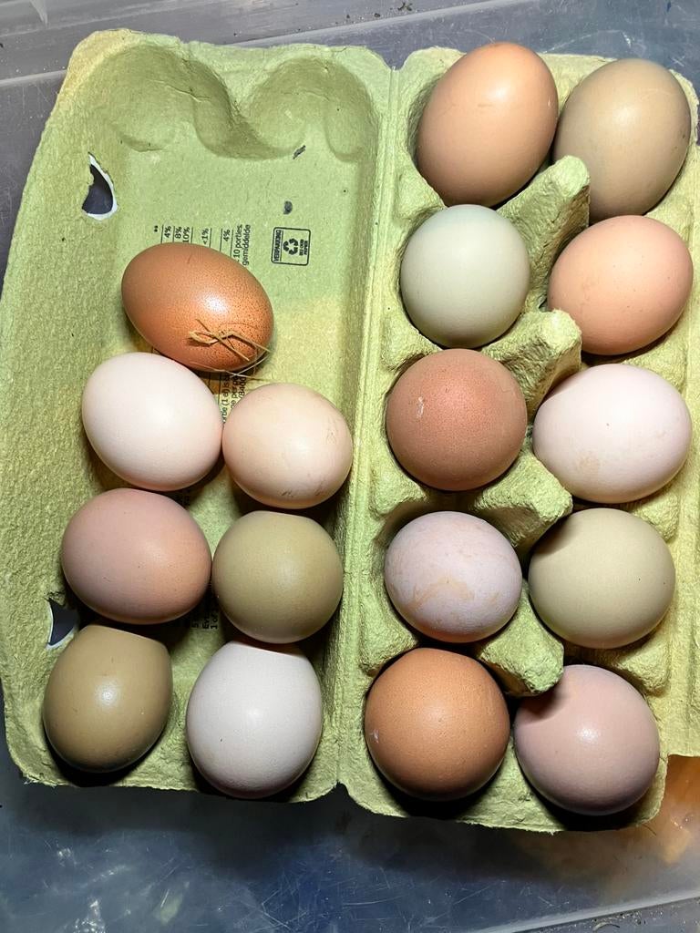 Hanen mix araucana marans australorp, Dieren en Toebehoren, Pluimvee, Mannelijk, Kip