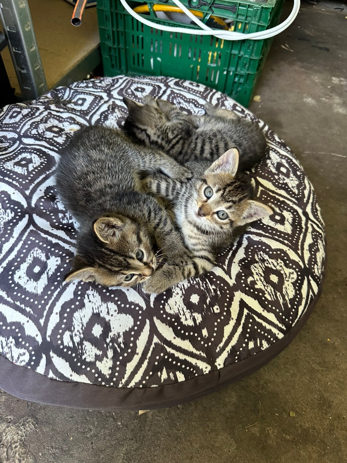 3 kittens te koop, Meerdere dieren