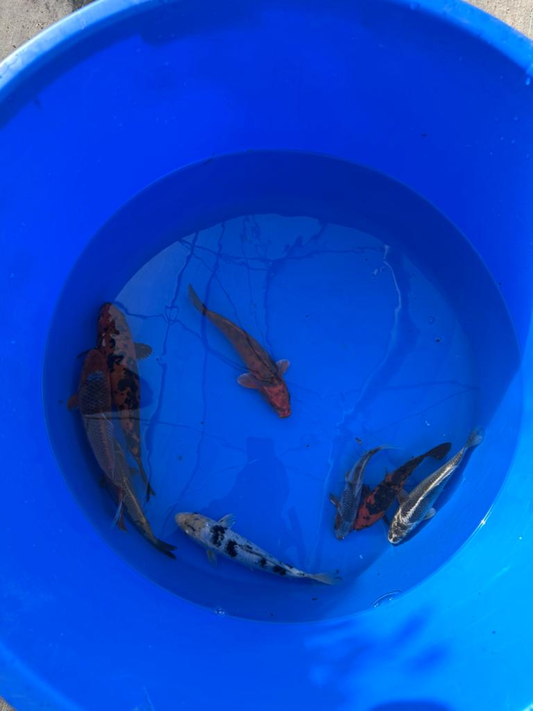 Koi Karpers Diverse Soorten, Karper of Koi