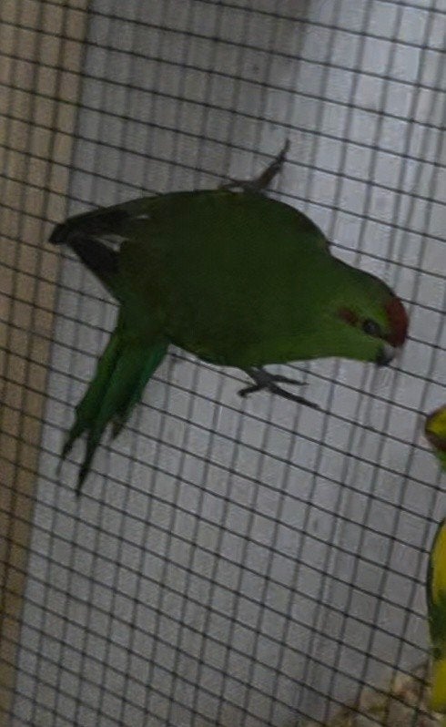 Kakariki wildkleur pop