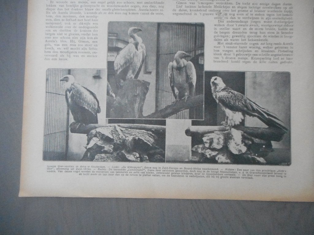 Artis. Gieren. 1911., Ophalen of Verzenden, Voor 1920, Nederland, Knipsel(s)