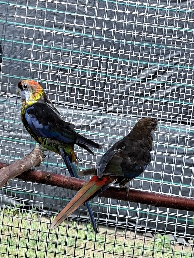 Koppel rosella, Meerdere dieren, Parkiet, Geringd