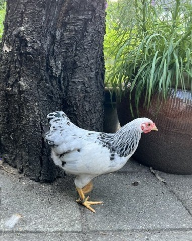Wyandotte columbia kriel haan, Dieren en Toebehoren, Pluimvee, Mannelijk, Kip