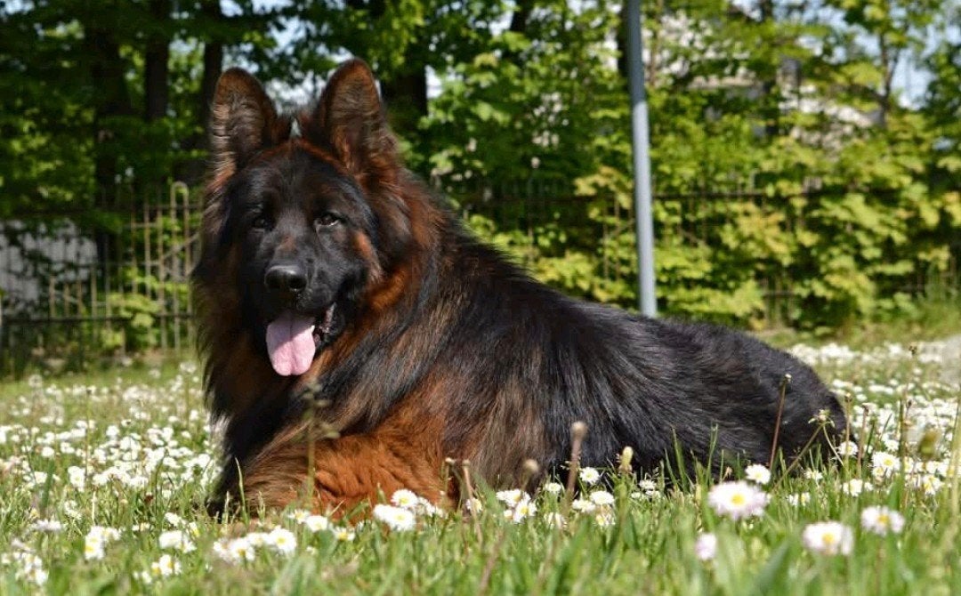 Langstokhaar duitse herder pup gezocht, Nederland, 8 tot 15 weken, Meerdere dieren, Eén hond