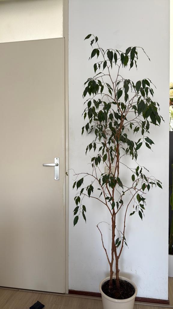 Kamerplant, boompje, groen, 180 cm hoog, Overige soorten, In pot, 150 tot 200 cm, Groene kamerplant
