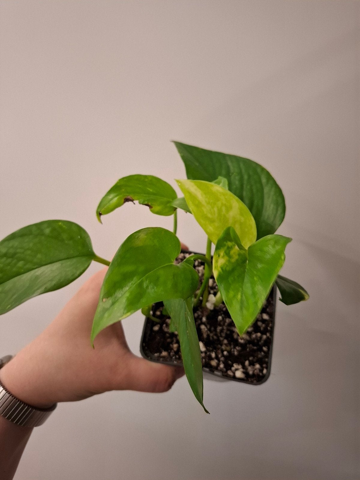 Epipremnum Aureum #4, Ophalen of Verzenden, Overige soorten, Halfschaduw, Minder dan 100 cm