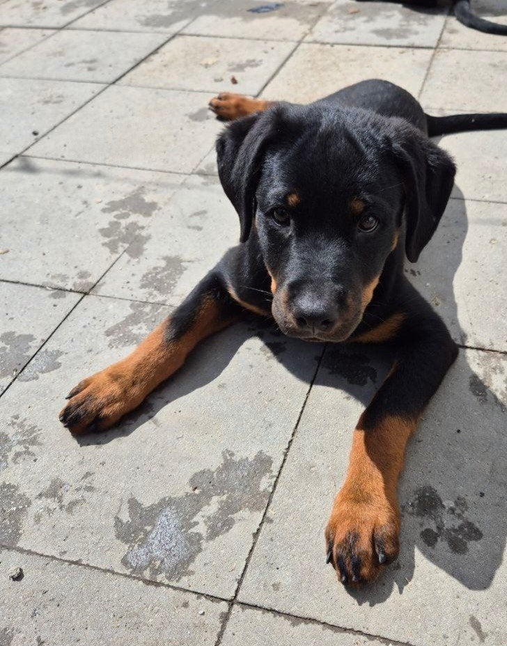 Rottweiler, België, Particulier, 15 weken tot 1 jaar, Teef