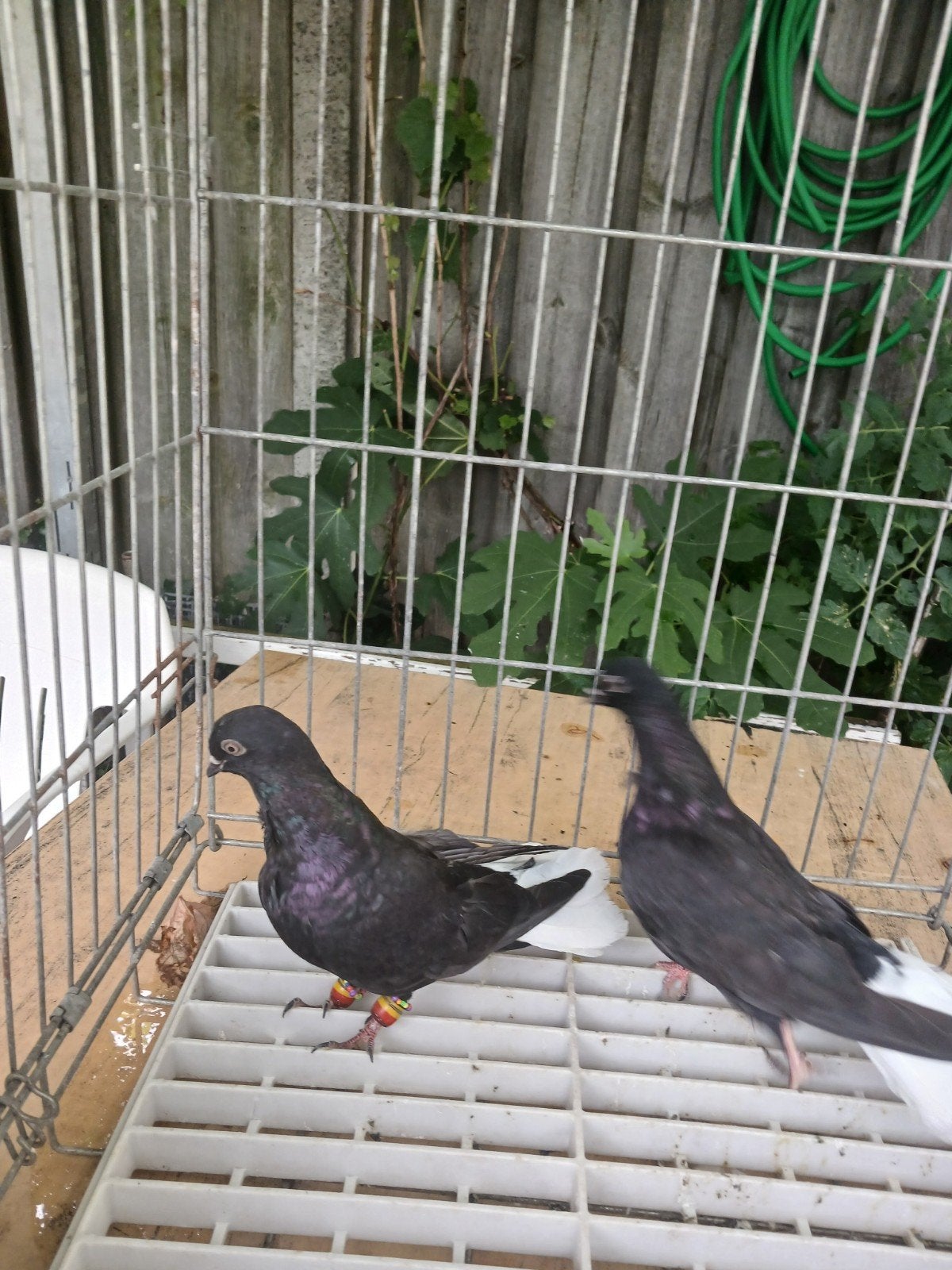 koppel uit 2026, Dieren en Toebehoren, Meerdere dieren