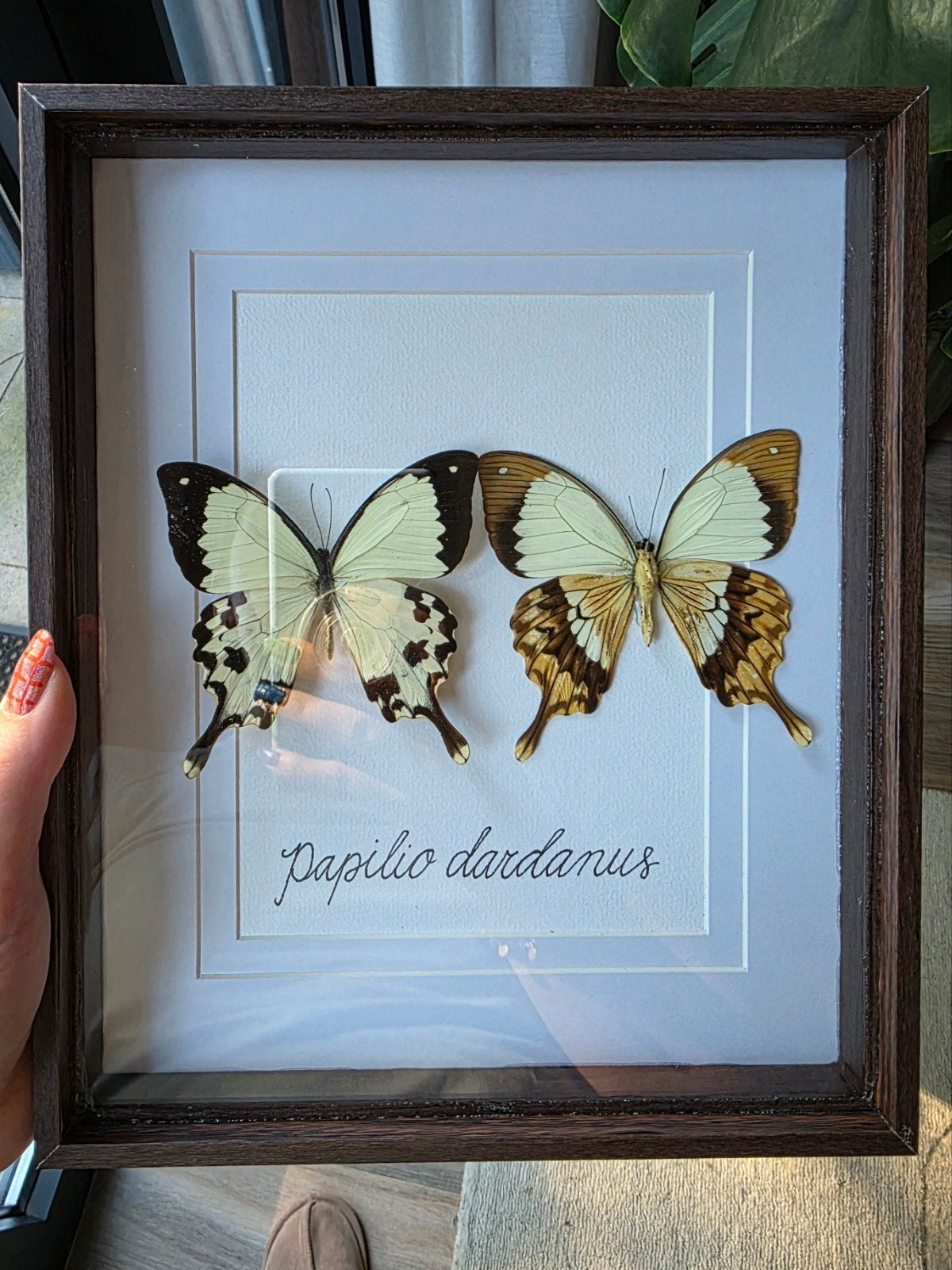 Opgezette vlinder in lijst / taxidermie - Papilio dardanus, Ophalen of Verzenden, Beige, Handgemaakt, Fotolijst