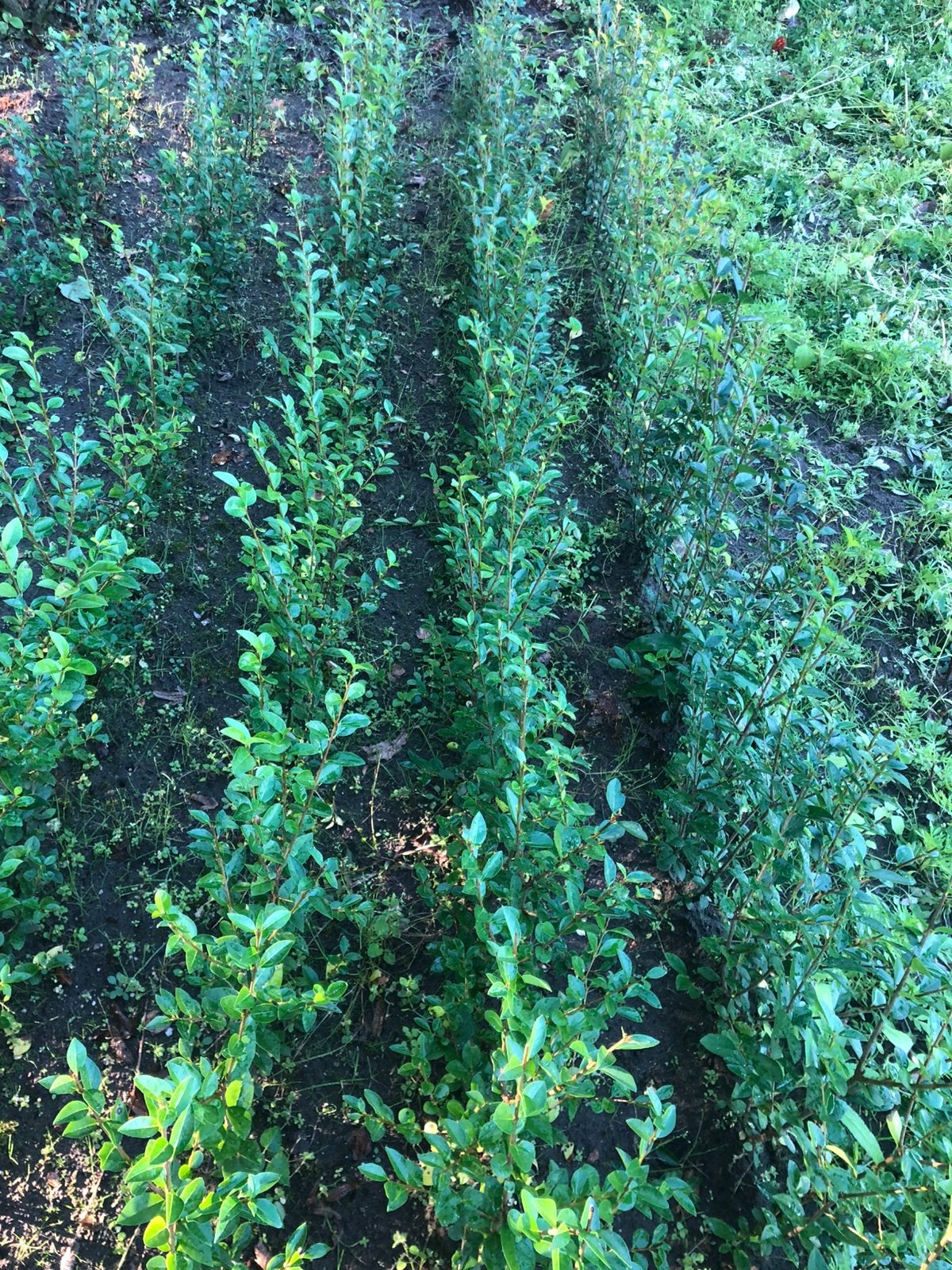 Liguste plantjes, Ophalen, Liguster, 100 tot 250 cm