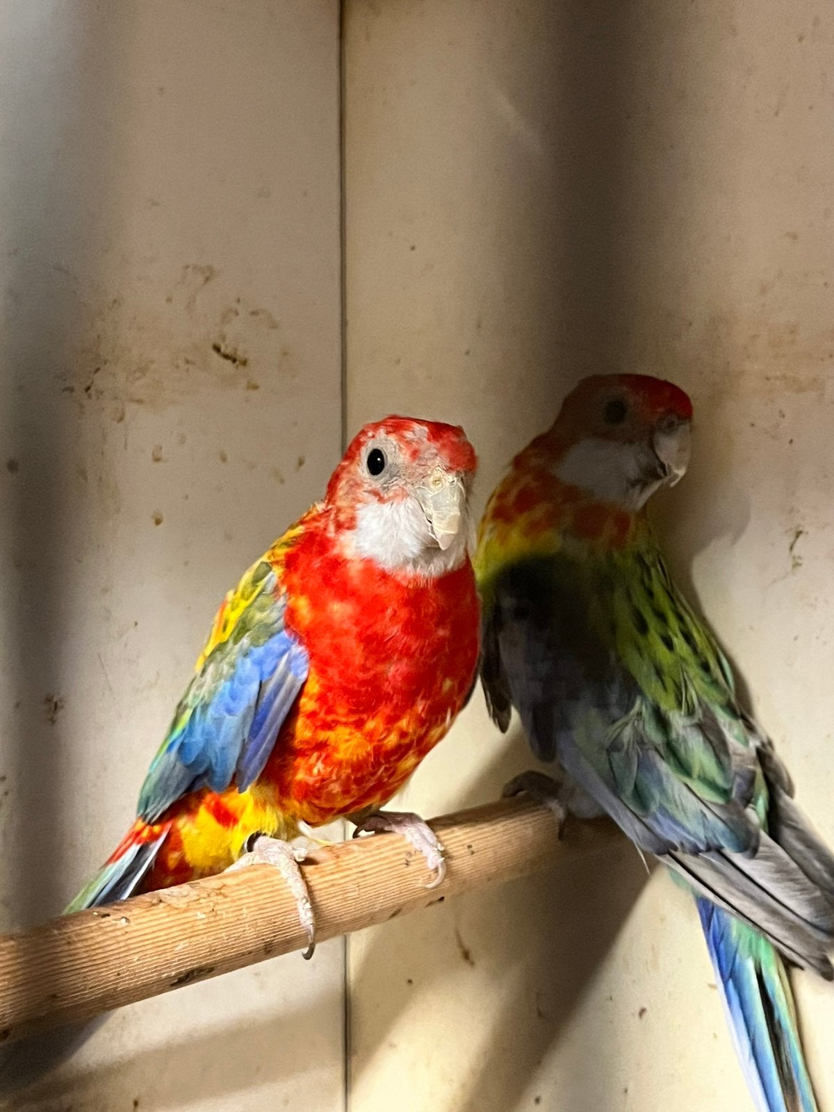 Te koop Rosella’s split golden, Dieren en Toebehoren, Vogels | Parkieten en Papegaaien, Mannelijk, Parkiet, Geringd