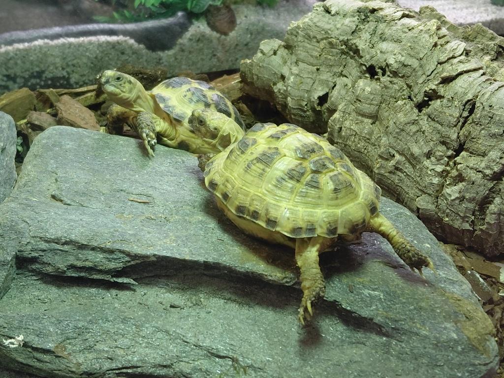 Russische vierteenschildpad (Testudo horsfieldii) Tortoise - unknown for sale from Aquadeco