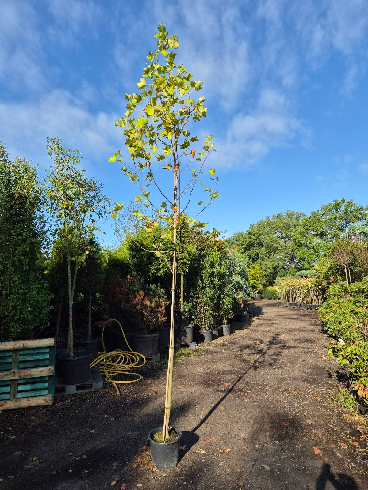 Liriodendron tulipifera - Tulpenboom, Tuin en Terras, Overige soorten, 250 tot 400 cm, Zomer, Ophalen