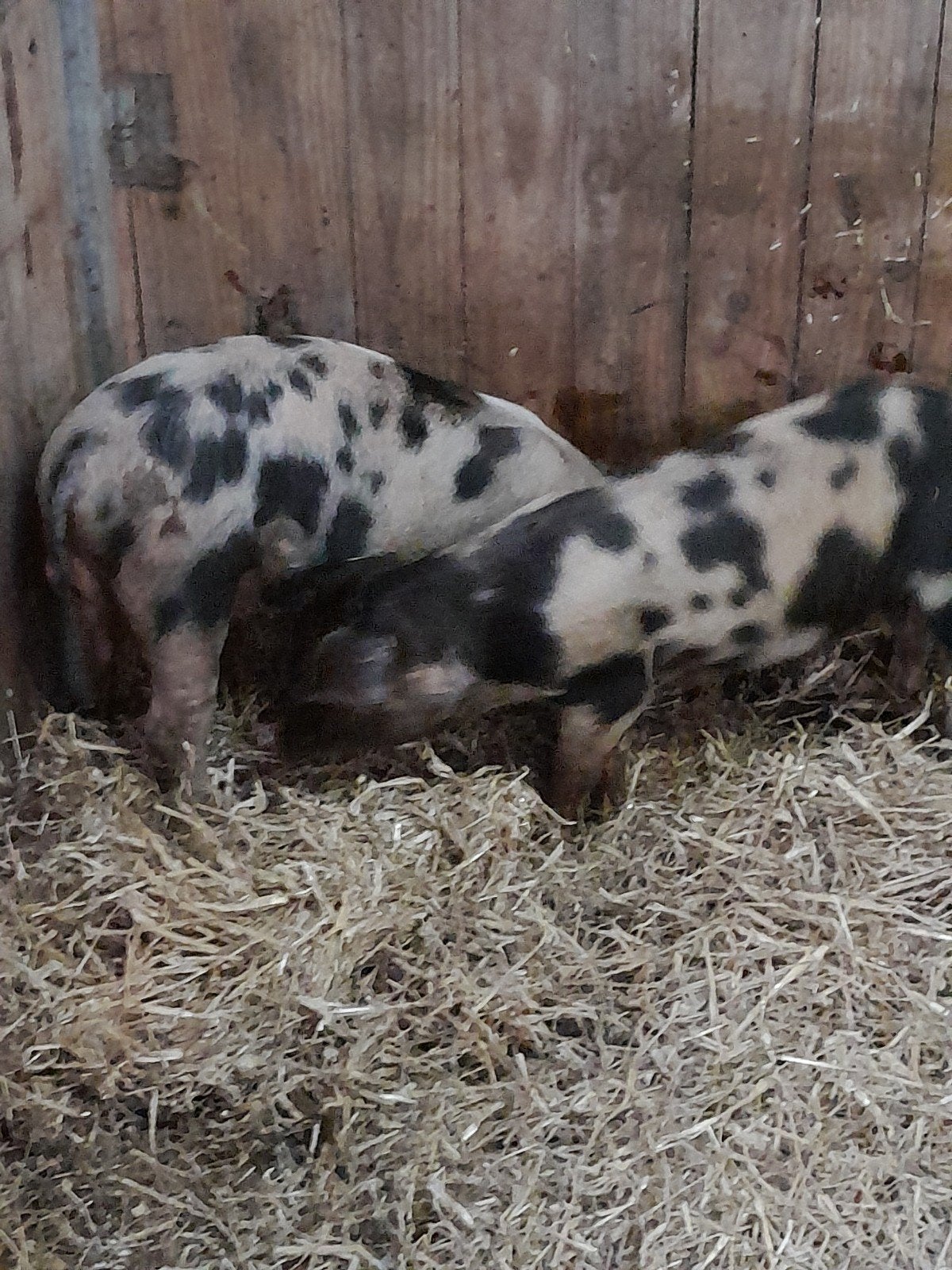 2 bentheimer dekbeertjes, Dieren en Toebehoren, Mannelijk, Varken