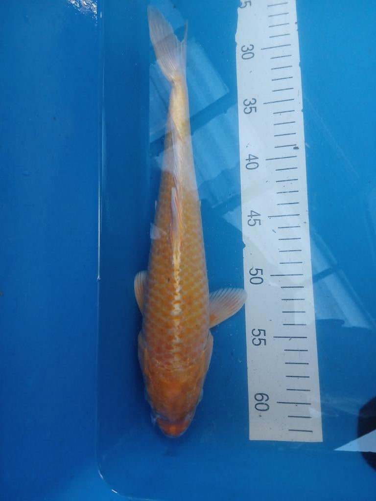 Yamabuki oranje geel (euro koi) 35 cm, Dieren en Toebehoren, Karper of Koi