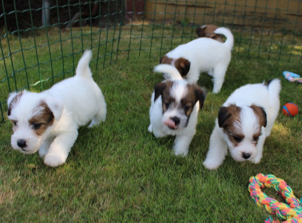 ruwhaar jack russel pups met stamboom, Dieren en Toebehoren, Honden | Jack Russells en Terriërs, Nederland, Jack Russell Terriër
