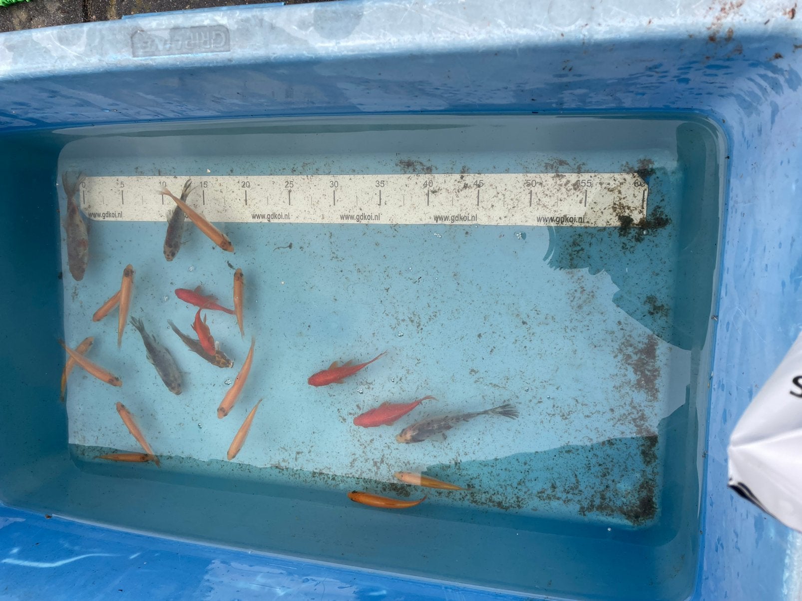 De laatsten van dit seizoen, goudvis, shubinkin goudwinde, Goudvis(sen)