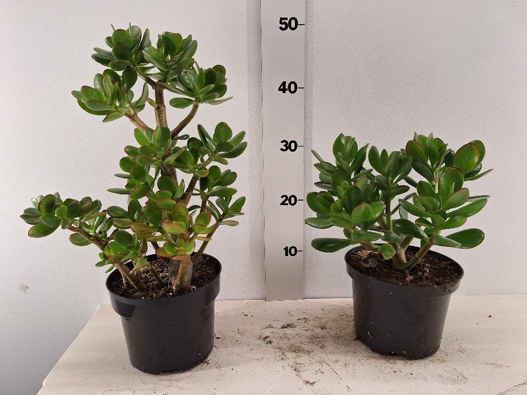 Crassula Kamerplanten, Ophalen, Vetplant, In pot, Minder dan 100 cm