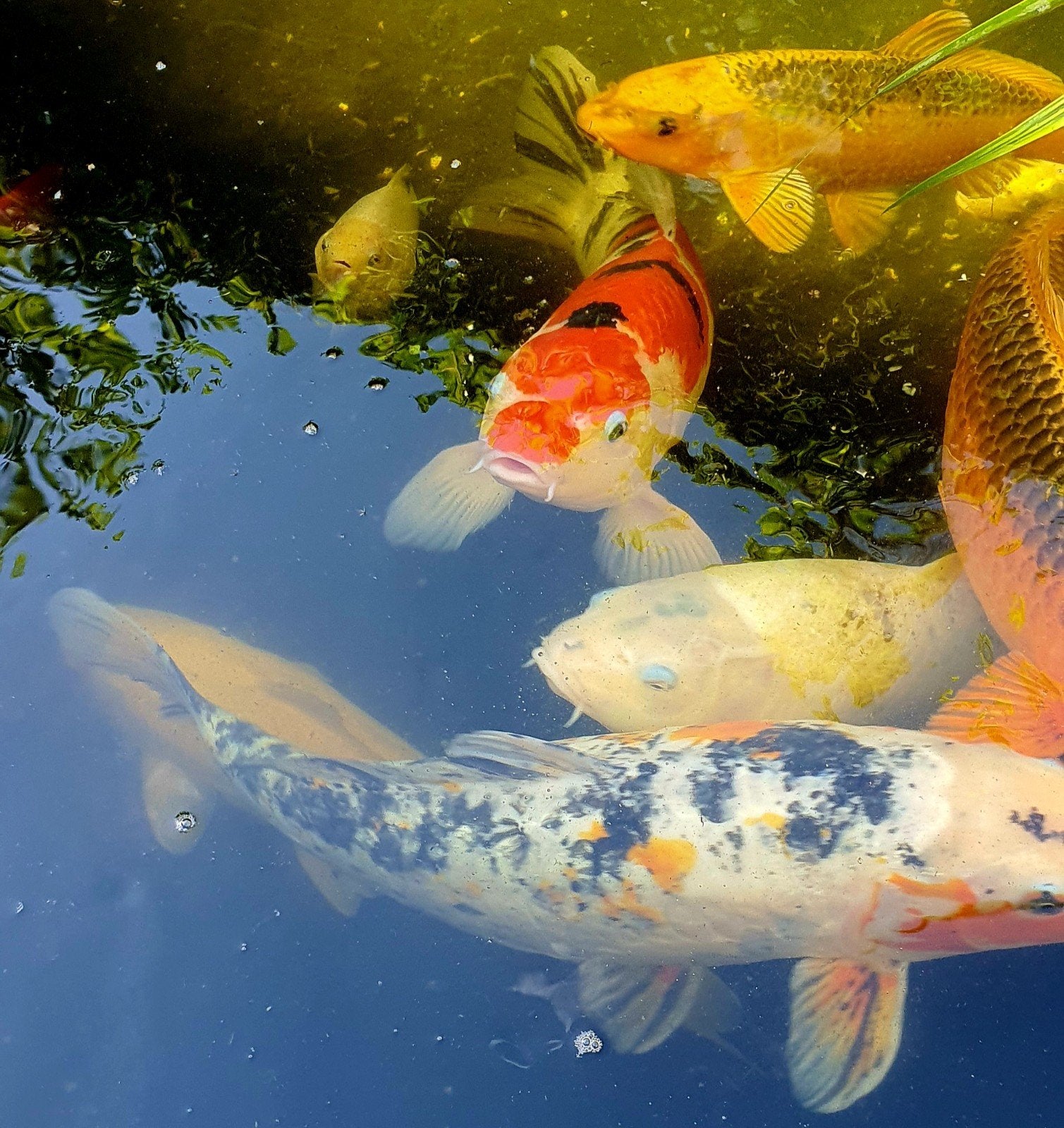 koi koikarper prachtige kleurrijke kois japans vijver, Karper of Koi