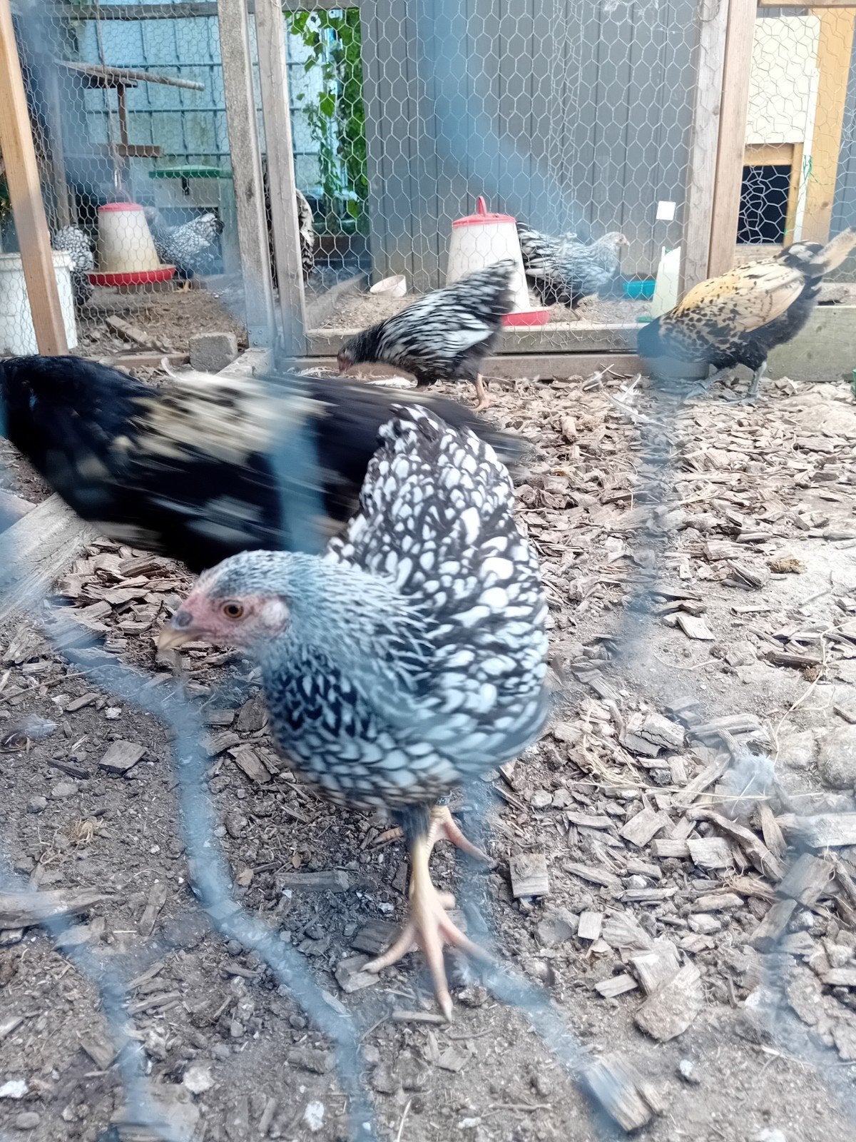 Wyandotte kriel zilver zwart gezoomd., Dieren en Toebehoren, Pluimvee, Vrouwelijk, Kip