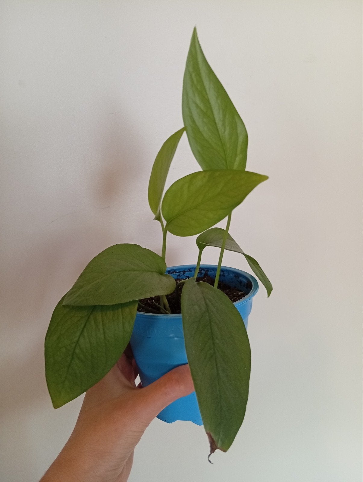 Epipremnum Pinnatum Cebu Blue, Ophalen, Halfschaduw, Minder dan 100 cm