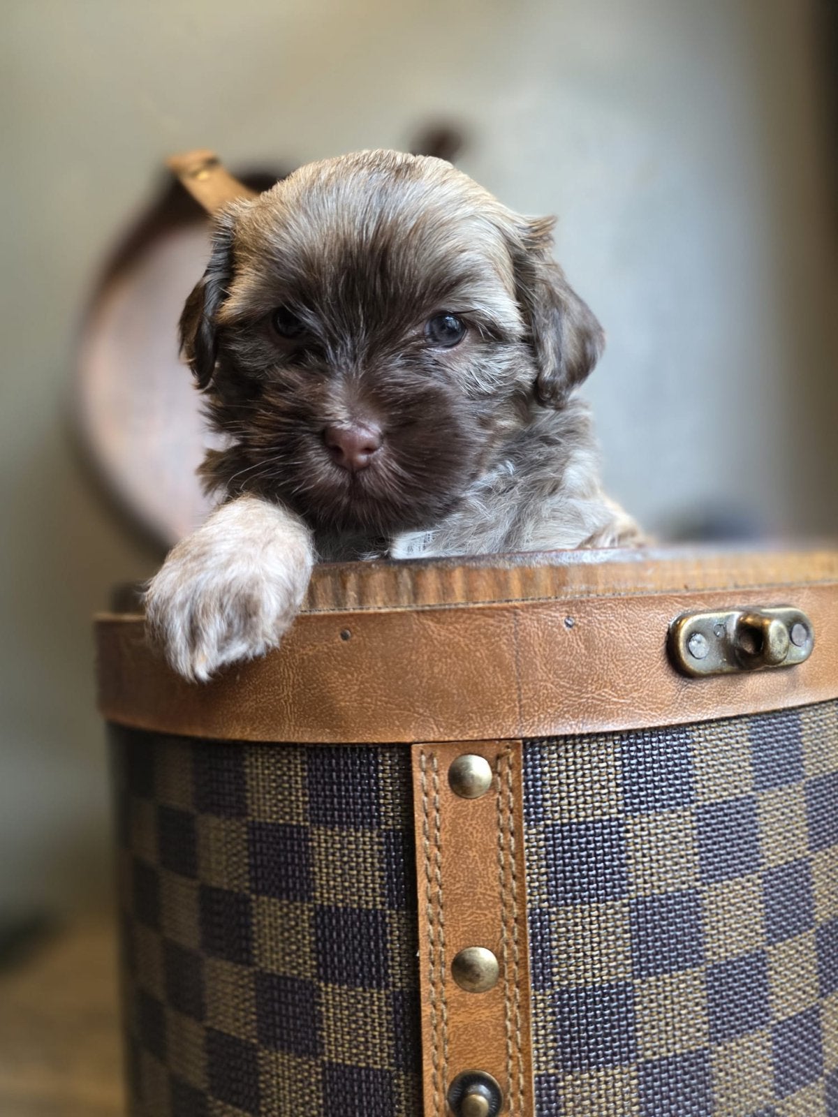 Liefdevolle puppy’s zoeken binnenkort hun gouden mandje, Dieren en Toebehoren, Overige rassen, 8 tot 15 weken, Parvo, Meerdere